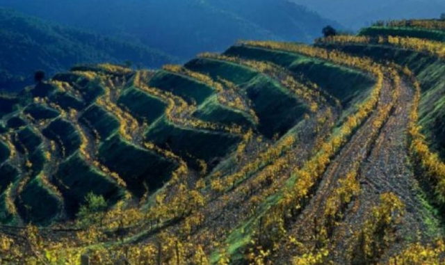vista de un gran vinedo desde las alturas